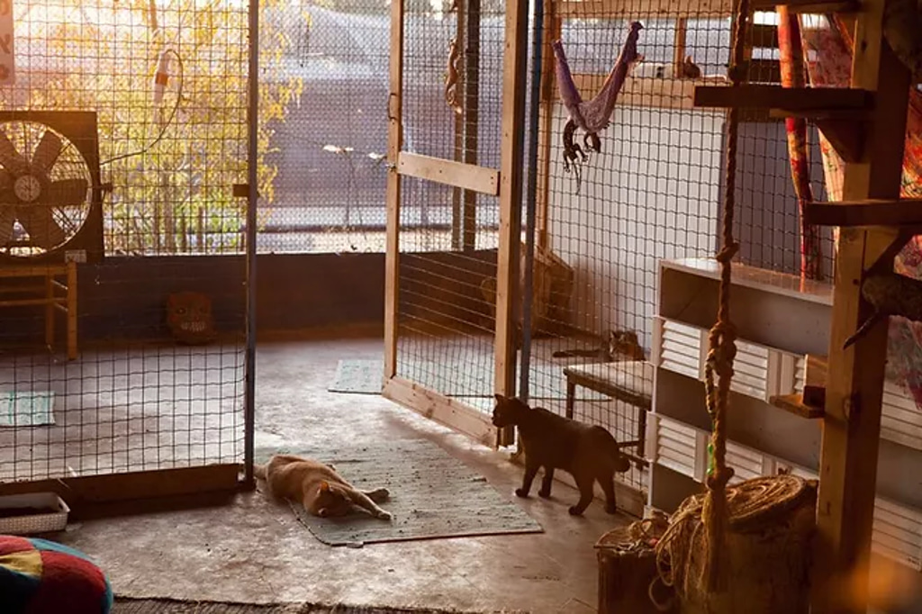 חוות החתולים - חתולים בפנסיון