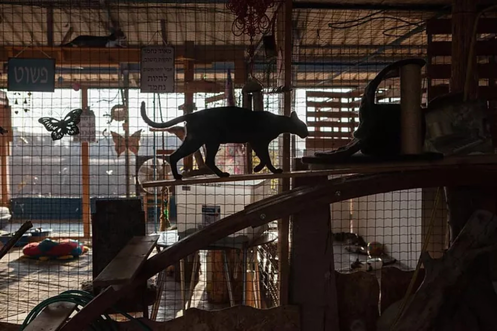 חוות החתולים - חתול