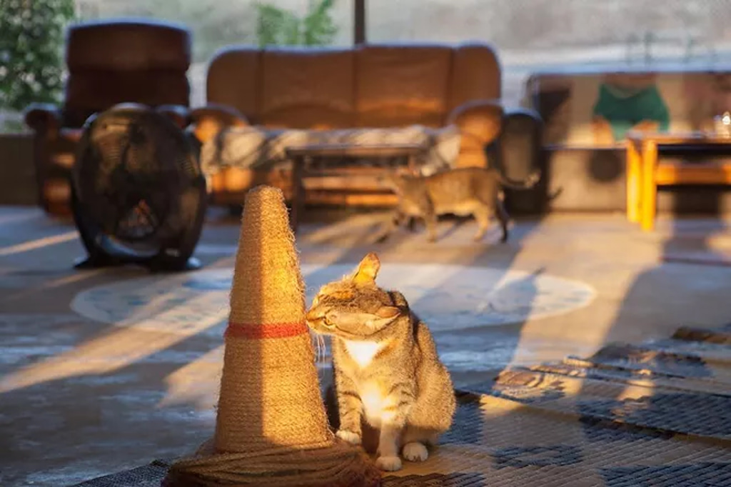 חוות החתולים - חתול נהנה