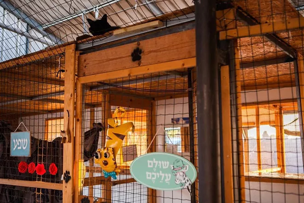 חוות החתולים - הכניסה